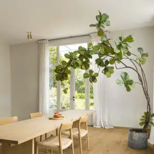 אלון רך טבעי דגם IM1855