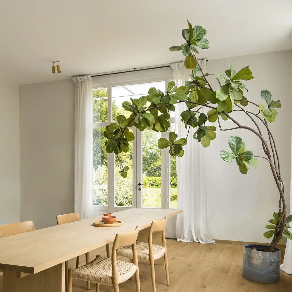 אלון רך טבעי דגם IM1855